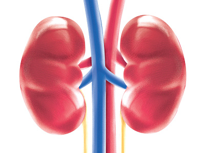 Kidneys illustration kidneys