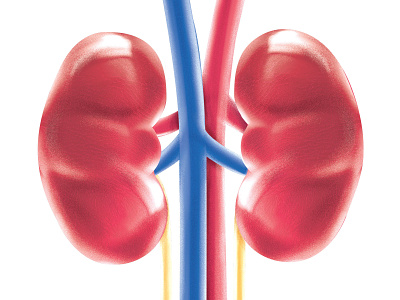 Kidneys