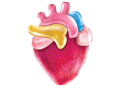 Heart anatomy heart illustration