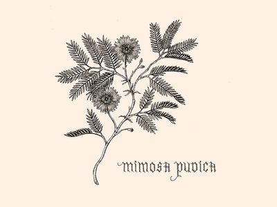 Mimosa Pudica blackletter detail drawing field notes floral illustration ink lettering pen plant vintage