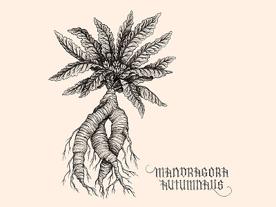 Mandragora Autumnalis blackletter botany classic field notes floral illustration ink lettering minimal vintage