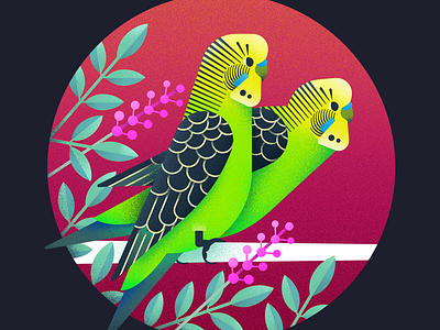 Wild Budgerigars