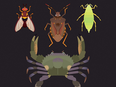 DPIRD Pest Illustrations adobe illustrator illustration vector art vector illustration