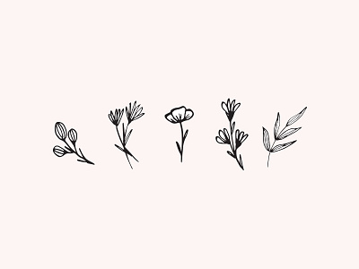 Floral sketches botanical branding flowers illos illustration ink illustration line drawing outline plants sketches