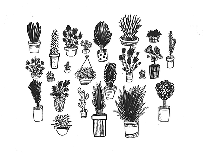 Little Garden black and white cactus drawings illustration leafs plantas plants