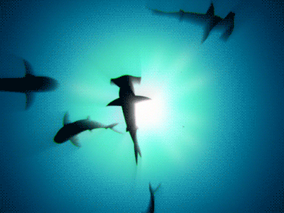Sharks animation blue design fish illustration light motion motion graphics ocean scuba diving sea shark sharks silhouette underwater