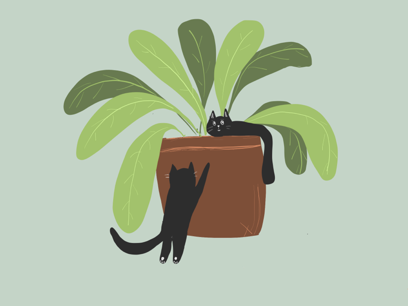 Cats & Plants by Prady on Dribbble