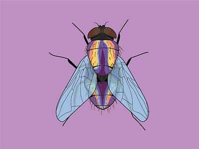 Fly animal bug fly illustration insect purple vector wing