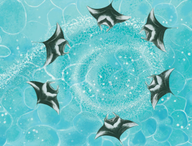 One Remarkable Reef: Manta Rays childrens book illustration picturebook underwater