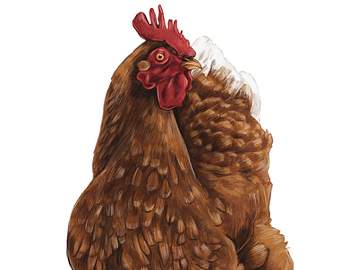 Mona's star Chicken animal illustration