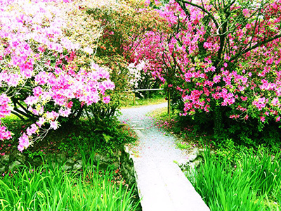 Japanese Style Flower Garden color colour deer flower funny inspiration japan japanese sky spring summer warm