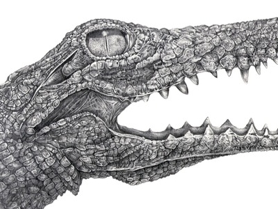 Crocodile by Clay on Dribbble