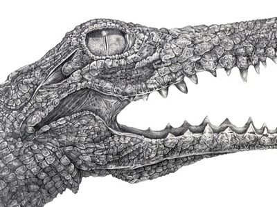 Crocodile animal crocodile drawing illustration pencil sketch