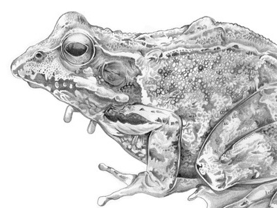 Common Frog animal drawing frog illustration pencil sketch