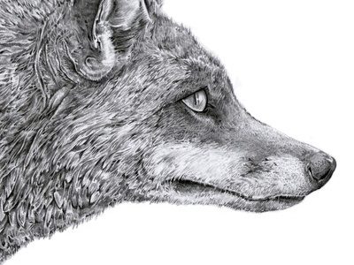 Fox illustration pencil