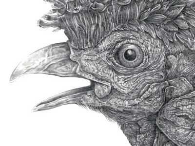 Partridge illustration pencil