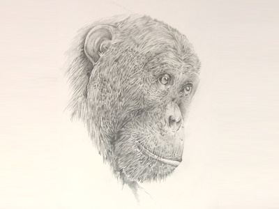 Chimp animal chimp drawing illustration pencil