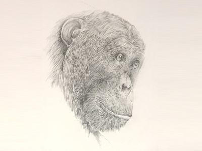 Chimp