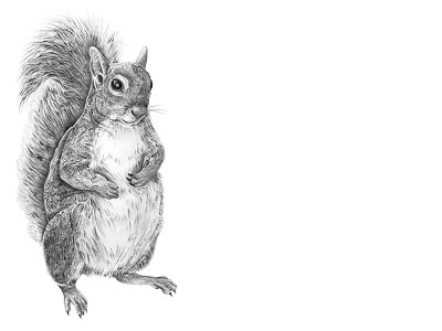Pencil Study of Grey Squirel animal drawing illustration pencil sketch squirrel
