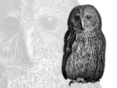 Owl bird black and white drawing. animal graphite illustration owl pencil sketch