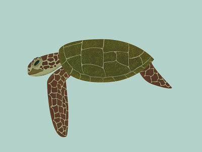 Sea Turtle