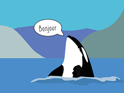 Bonjour Orca art digital art graphic design minimalist art orcas whales