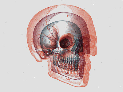 Skull skull anatomy duotone illustration skull tattoo vintage