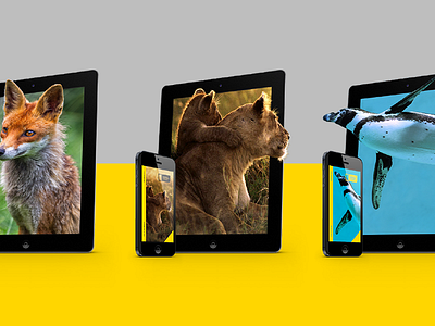 National Geographic Magazine Mockups animal cover digital fox ipad iphone lions magazine mockup national geographic penguin