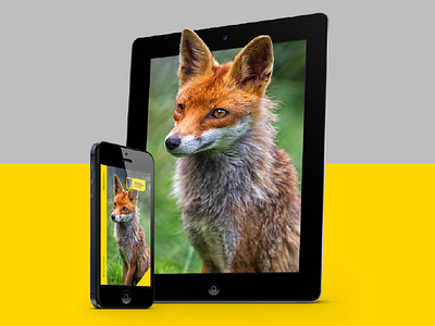 National Geographic Digital animal cover digital fox ipad iphone magazine mockup national geographic