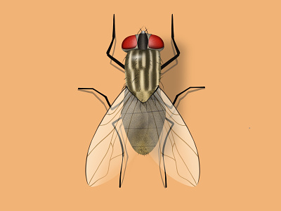 Fly clean design fly icon illustration illustration ux ui insect inspiration inspired mobile ui web