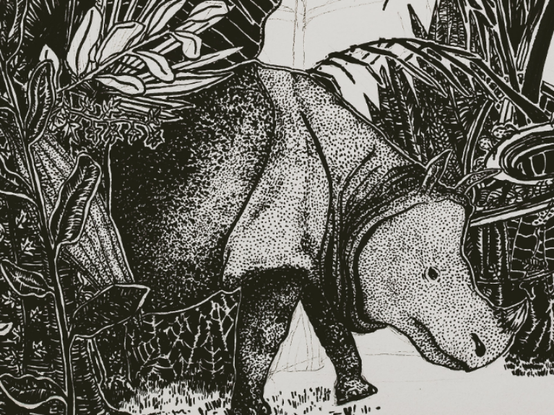 Javan Rhino Drawing