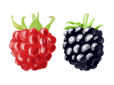 Berries berry blackberry fruits illustrations raspberry