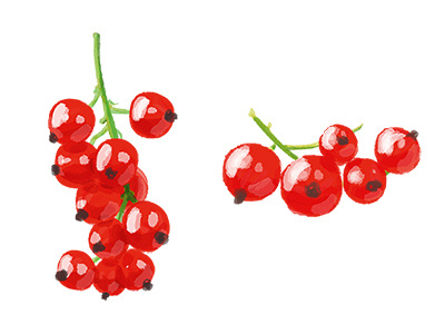 Red currants currant fruits illustrations