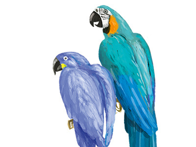 Parrots fruits illustrations parrot