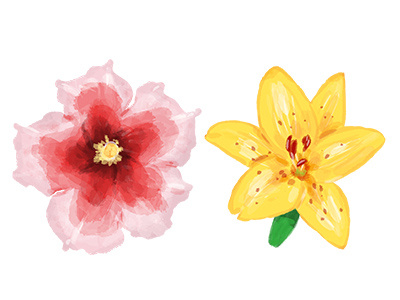 Flowers flowers fruits illustrations tropical