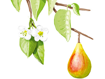 Branch flowers fruits illustrations pear