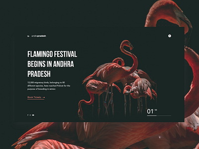 Flamingo Festival