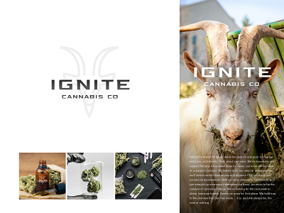 Ignite, Cannabis