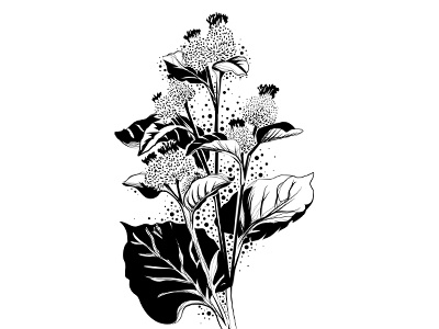 Burdock black botanical drawing illustration magazine plant