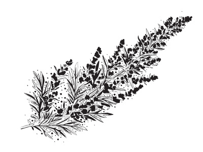 Mugwort black botanical drawing illustration magazine plant