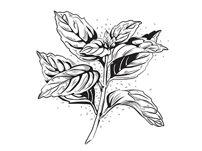 Basil black botanical drawing illustration magazine plant