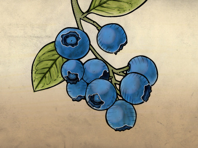 Blueberries blueberries blueberry illustration watercolor
