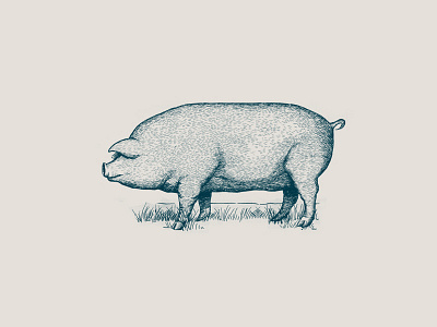Pig illustration branding hand drawing illustration micron pen vintage