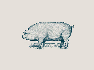 Pig illustration