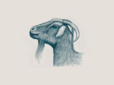 Goat Illustration animal branding goat hand drawing illustration micron pen vintage