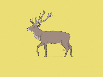 Deer illustration