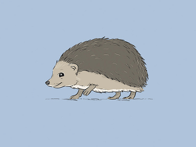 Hedgehog illustration