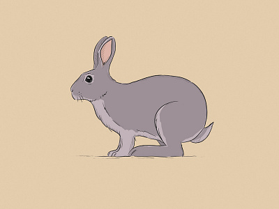 Rabbit illustration