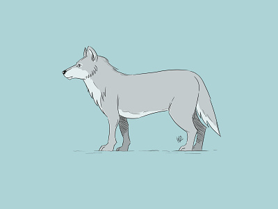 Wolf illustration