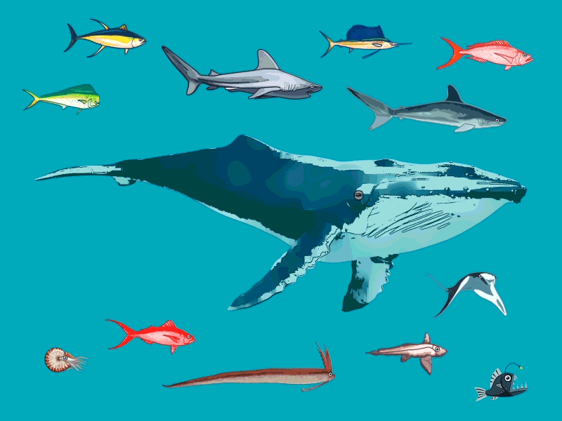Swimming fish angler aphareus chimaera deep design fish illustration mahi mahi mahi manta nautilus ocean ray red regalec sea shark tuna water whale